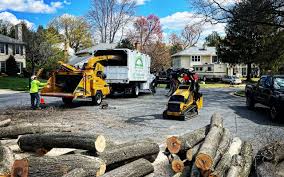 Best Tree Maintenance Programs  in Norwalk, CA