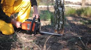 Best Lawn Disease Treatment  in Norwalk, CA