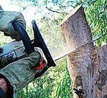 Best Commercial Tree Services  in Norwalk, CA