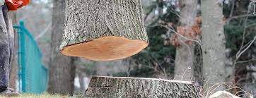 How Our Tree Care Process Works  in  Norwalk, CA