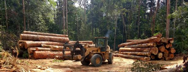 Best Firewood Processing and Delivery  in Norwalk, CA