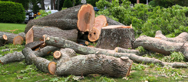 Professional Tree Care in Norwalk, CA