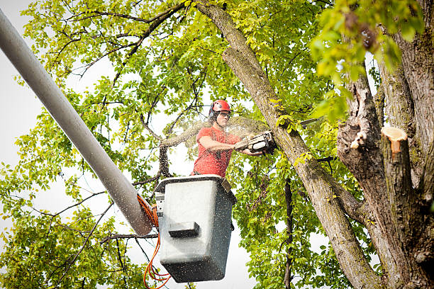 Best Tree Health Inspection  in Norwalk, CA