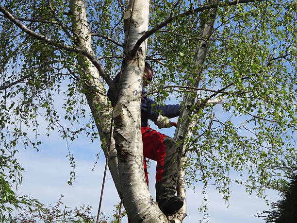 Best Tree Cabling and Bracing  in Norwalk, CA