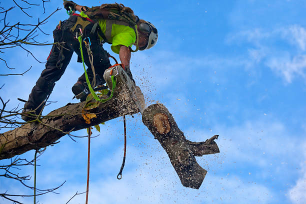 Best Aeration Services  in Norwalk, CA